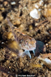 Gobiidae, Duiklocatie Boschmolenplas by Michael Baukloh 